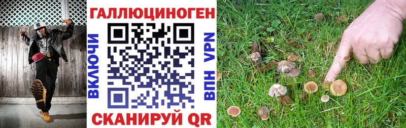 Купить где  Сокол  Псилоцибиновые грибы Cubensis 
